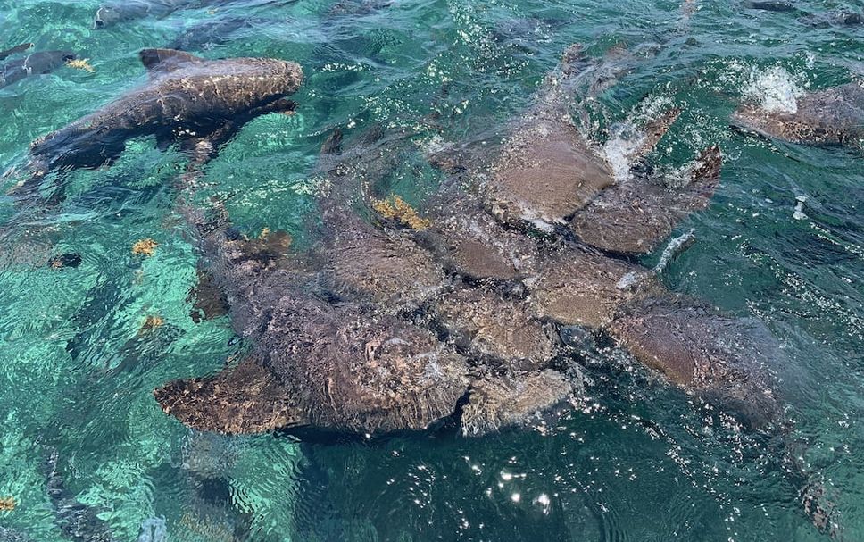 Servicio del hotel Foto