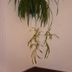 Servicio de la habitación